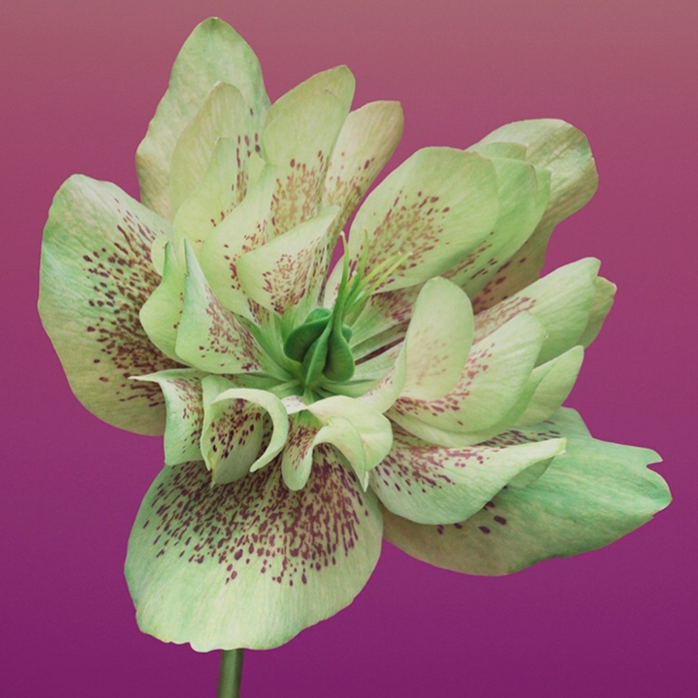 Meet your Posher, Amal